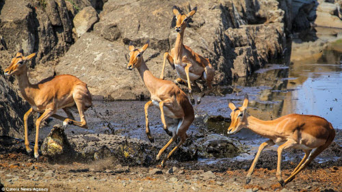 Khoảnh khắc linh dương nhảy thoát miệng cá sấu dữ - 4