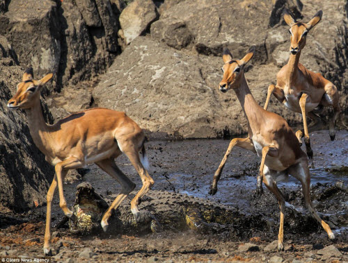 Khoảnh khắc linh dương nhảy thoát miệng cá sấu dữ - 5