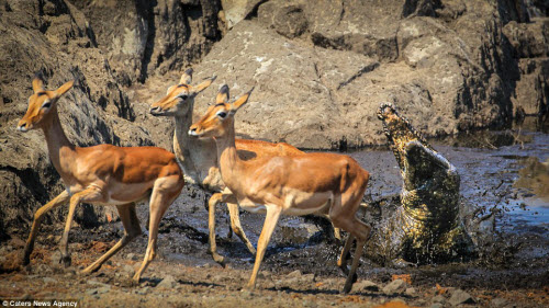 Khoảnh khắc linh dương nhảy thoát miệng cá sấu dữ - 6