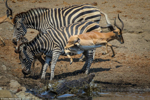 Khoảnh khắc linh dương nhảy thoát miệng cá sấu dữ - 8