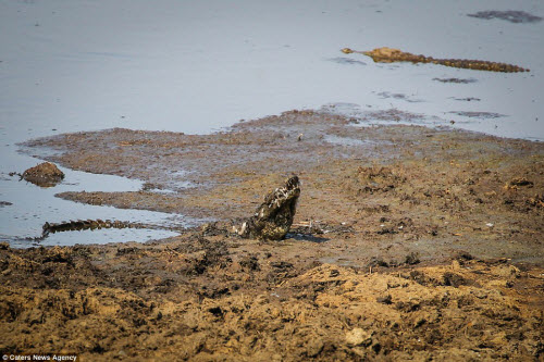 Khoảnh khắc linh dương nhảy thoát miệng cá sấu dữ - 9