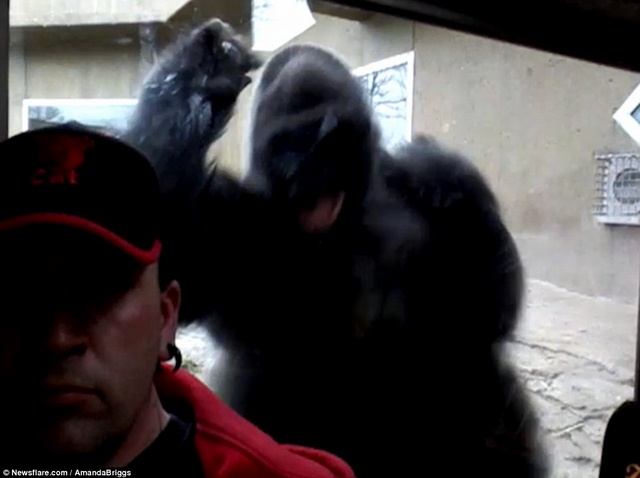 Video khỉ đột 2 tạ tức tối đòi đánh khách quay &#34;tự sướng&#34; - 1