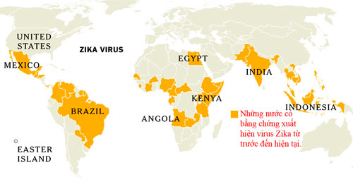 Thêm bằng chứng virus Zika liên quan bất thường não thai nhi - 2