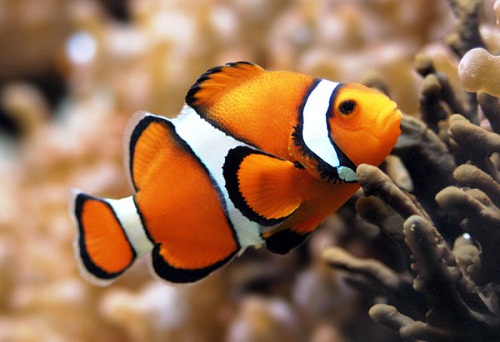 Chiêm ngưỡng 4 loài cá đặc biệt nhất thế giới - 1