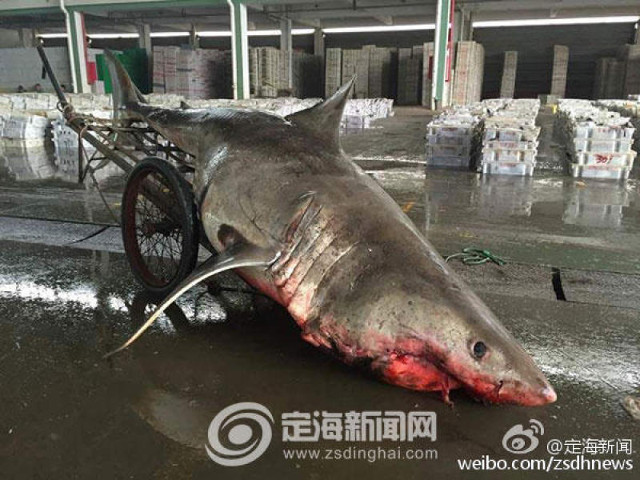 Cá mập trắng nửa tấn chết vì mắc lưới ngư dân TQ - 1