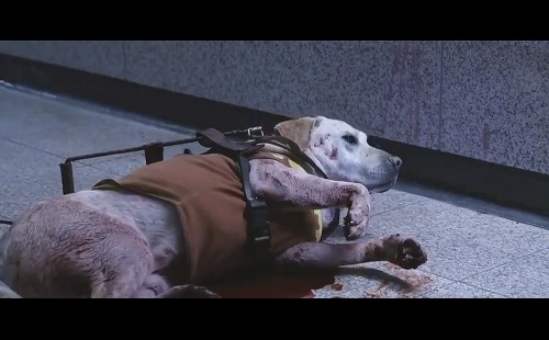 Rơi nước mắt với cảnh phim chú chó hi sinh cứu chủ - 2