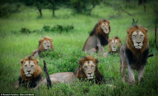 &#34;Băng nhóm&#34; sư tử cai quản 31.000m2 đất ở Nam Phi - 1