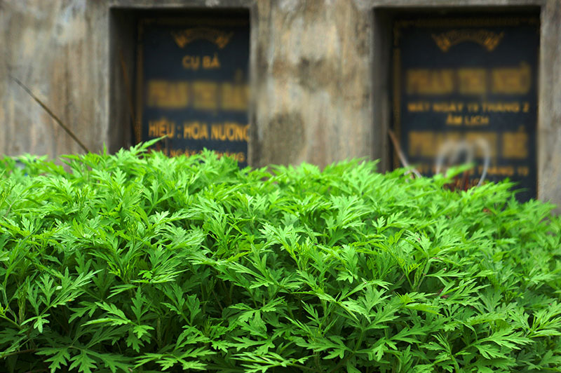 trong rau xanh tren mo trong rau xanh Trong rau xanh tren mo o thanh tri trong rau tren mo o ha noi rau muong ban rau muong tin tuc an ninh viet nam tin tuc 24h tin tức tin tuc trong ngay tin moi tin nhanh tin nong tin tức việt nam mới nhất tin tức online 24h trong ngày tin tức 24h mới nhất đọc báo 24h