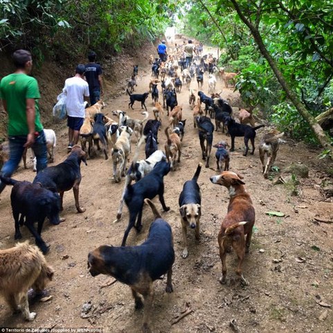 “Thiên đường” của 1.000 chó hoang ở Costa Rica - 8