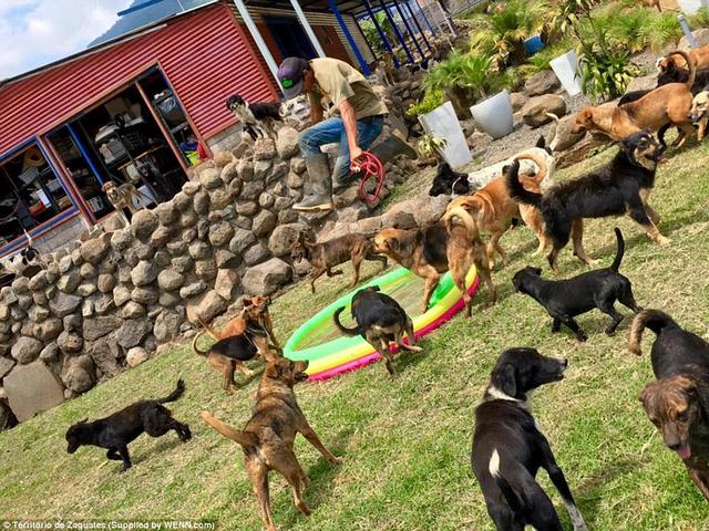 “Thiên đường” của 1.000 chó hoang ở Costa Rica - 4