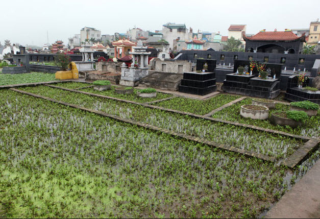 “Ăn rau trồng ở nghĩa địa dễ mắc bệnh” - 1