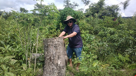 Bắt PGĐ và nhân viên bảo vệ rừng thuê… lâm tặc phá rừng - 1