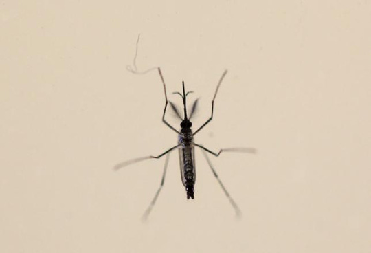 Thêm nhiều chứng bệnh nguy hiểm liên quan đến virus Zika - 1