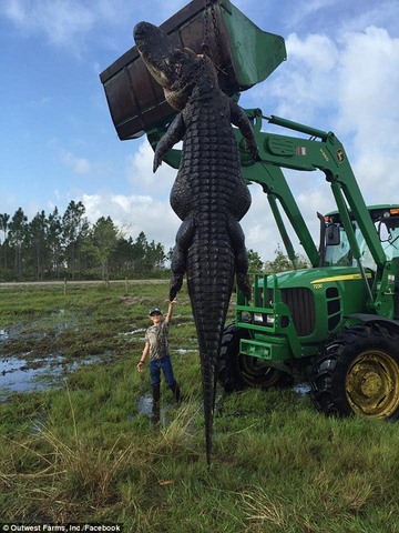 Mỹ: Tiêu diệt cá sấu khổng lồ bí mật ăn bò của dân - 1