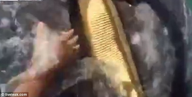 Du khách sung sướng thò tay vào miệng cá voi 36 tấn - 3