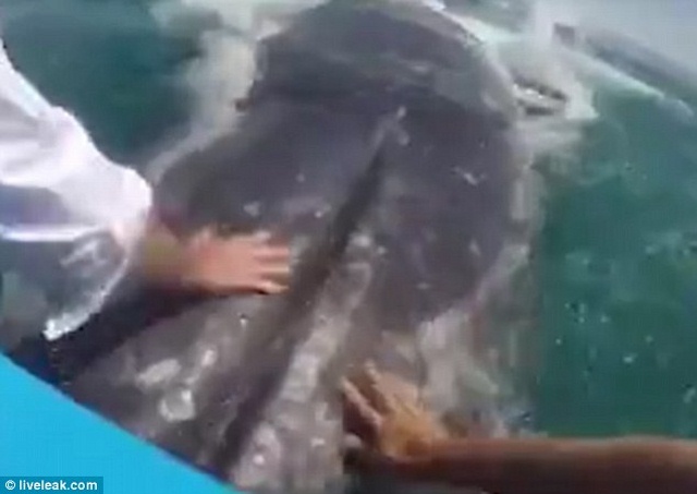 Du khách sung sướng thò tay vào miệng cá voi 36 tấn - 2