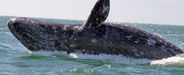 Du khách sung sướng thò tay vào miệng cá voi 36 tấn - 4