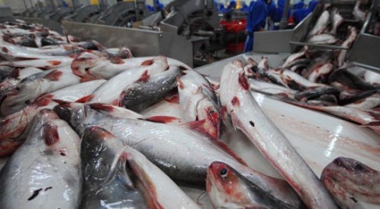 Trung Quốc ồ ạt mua cá tra, coi chừng "bẫy giá ảo" - 1