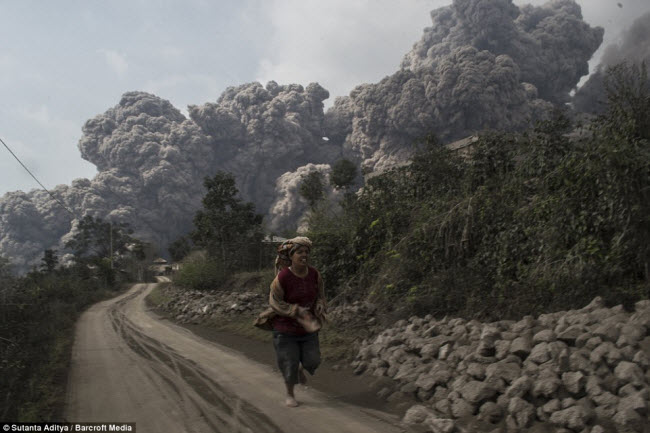 Từ khi hoạt động trở lại vào tháng 6.2010 cho đến nay, tro bụi từ núi lửa Sinabung đã khiến khoảng 30.000&nbsp; người sống tại những ngôi làng xung quanh phải rời bỏ nhà của họ đi sơ tán.