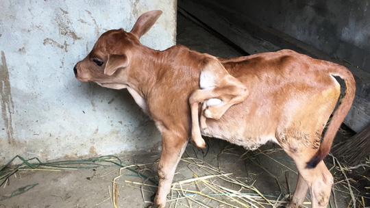Đổ xô đi xem bê 7 chân - 2