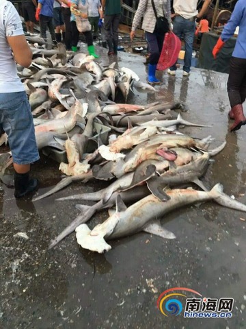 TQ: Hàng trăm cá mập đầu búa chất đống ở chợ, bán rẻ bèo - 1