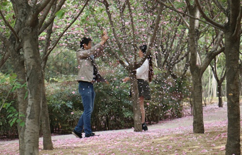 &#34;Soái ca&#34; rung cây cho hoa rụng để bạn gái chụp ảnh - 1