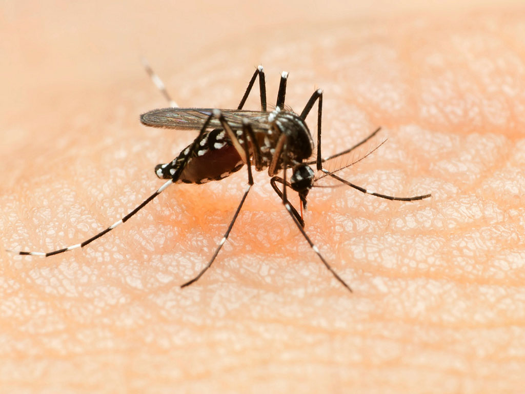 Virus Zika không chỉ gây teo não - 1