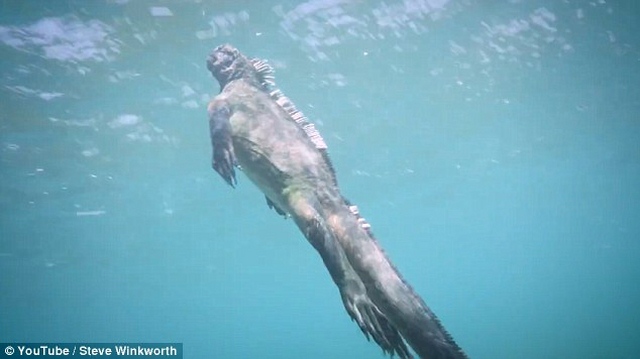 Video: Ngắm &#34;Godzilla dưới biển&#34; bơi lượn như rắn - 1