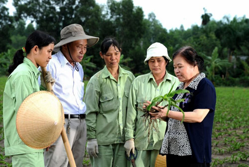 Chỉ 3/84 mẫu sản phẩm từ cây trinh nữ hoàng cung đạt tiêu chuẩn - 4