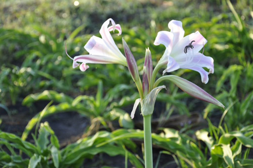 Chỉ 3/84 mẫu sản phẩm từ cây trinh nữ hoàng cung đạt tiêu chuẩn - 3