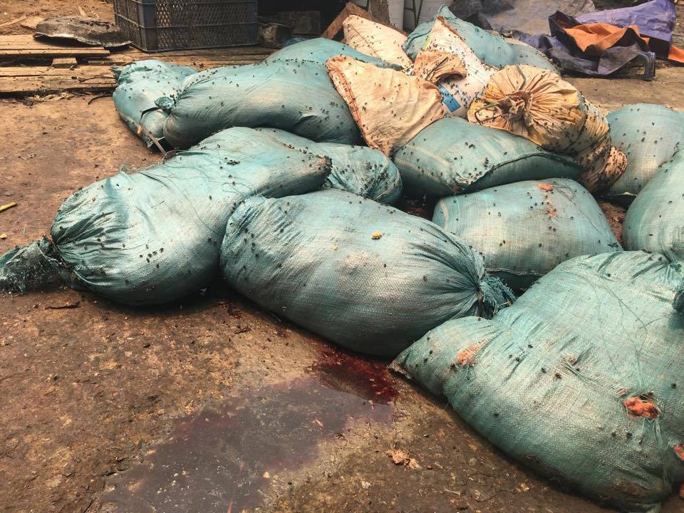 Đột kích cơ sở sản xuất "mỡ ruồi bâu" ở Hà Nội - 2