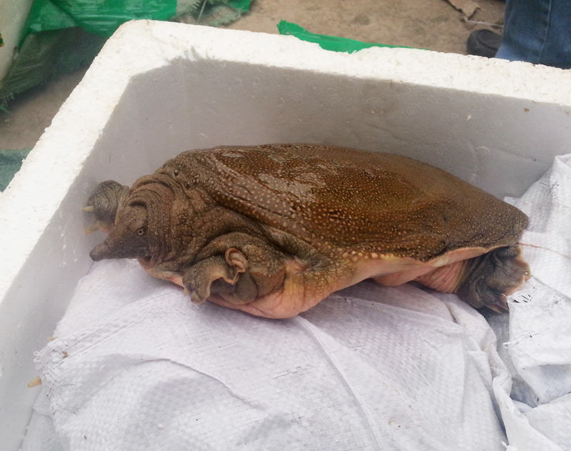 Hơn 1 tấn ba ba, hóa chất không xuất xứ suýt "ập" vào HN - 2