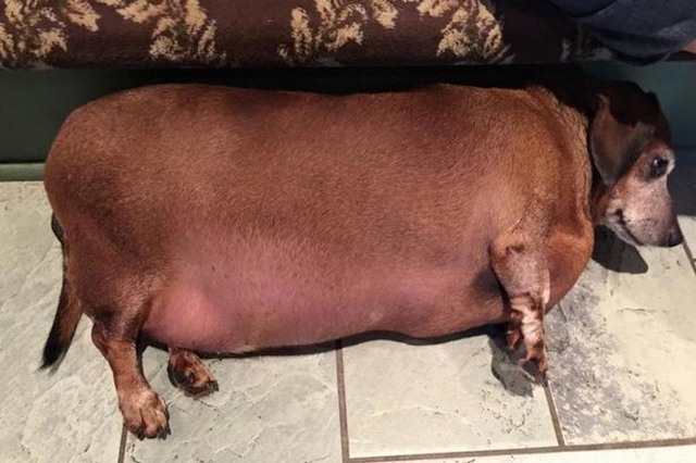 Chó béo như xúc xích đổi đời nhờ ăn kiêng, tập thể dục - 1