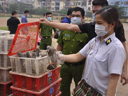 Gần 4.000 con chim bồ câu Trung Quốc tuồn về Hà Nội - 1