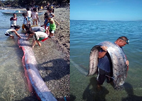 &#34;Thủy quái&#34; giống ở Nghệ An từng vào Mỹ, Philippines - 5