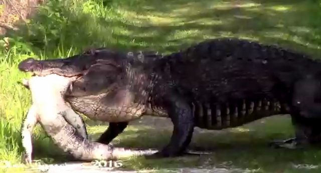 Video: Kinh hãi cá sấu &#34;khủng&#34; ăn thịt đồng loại - 1
