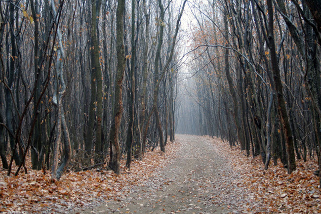 Rừng Hoia Baciu được coi là Tam giác Quỷ ở Romania. Có nhiều câu chuyện rùng rợn về người mất tích, các thiết bị điện tử dừng hoạt động hay vật thể bay không xác định (UFO) tại khu rừng này.