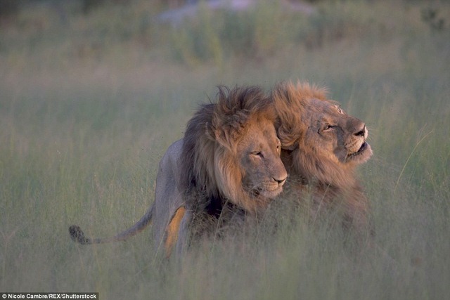 Sư tử đực mê mải &#34;mi&#34; nhau, phớt lờ dàn sư tử cái - 1