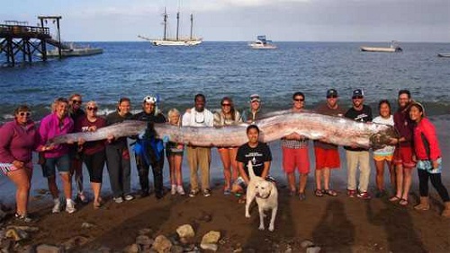 5 loài cá dài nhất thế giới - 4