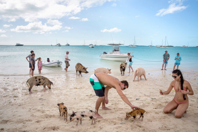 Đảo Big Major Cay là thiên đường dành cho những chú lợn vì chúng có thể tự do chơi đùa bơi lội cùng với du khách.