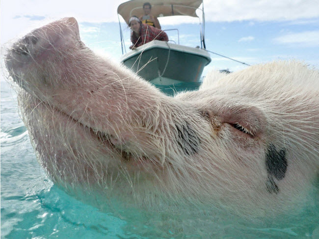 Schwartz và thành viên cùng đoàn cố gắng tiếp cận một con lợn đang bơi trên biển. Cô cho biết có nhiều giả thuyết khác nhau về sự xuất hiện của chúng trên đảo Big Major Cay.