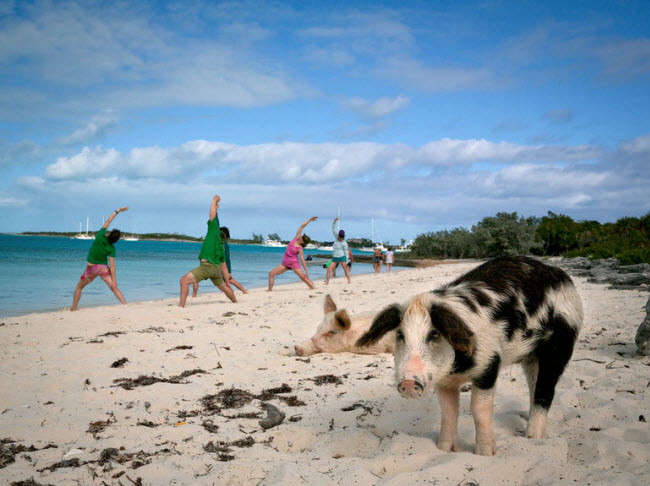 Du khách tập thể dục buổi sáng trên bãi biển, trong khi những con lợn cạnh đó dường như vẫn chưa tỉnh giấc.