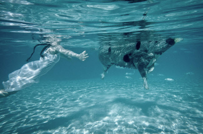 Robin Schwartz chụp ảnh con gái Amelia của cô bơi cùng một chú lợn dưới biển trong chuyến du lịch 3 ngày tới đảo Big Major Cay.
