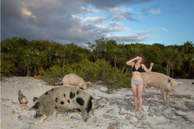 Amelia đứng giữa bầy lợn và gà sống tự do trên hòn đảo hoang sơ.