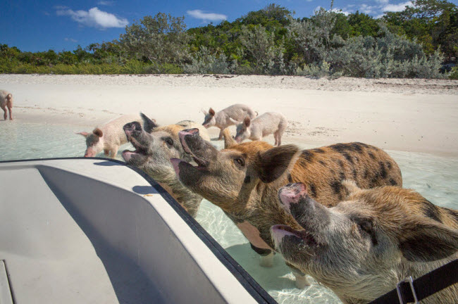 Những con lợn vây quanh tàu cập bờ biển để chờ du khách ném thức ăn cho chúng.