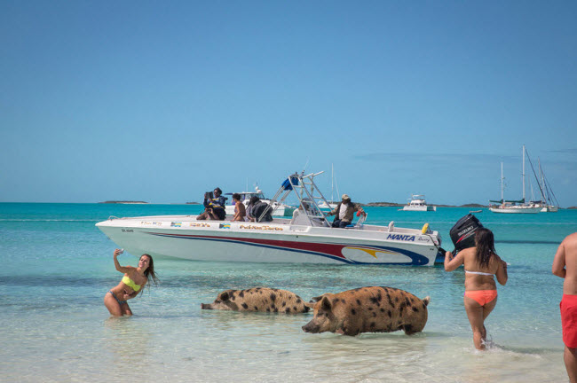 Du khách dường như rất phấn khích khi được hòa mình với đàn lợn trên đảo Big Major Cay.