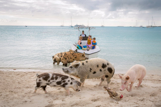 Những chú lợn là cư dân chính trên đảo Big Major Cay và con người chỉ đóng vai trò là những vị khách viếng thăm nơi đây.