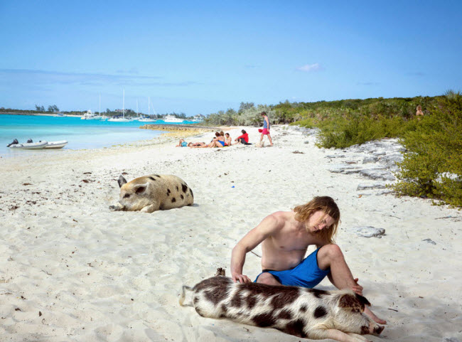 Một chú lợn nằm im trên bãi biển khi được du khách vuốt ve.