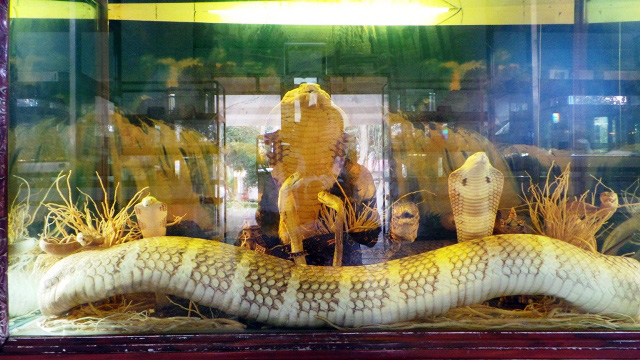 Con hổ mang chúa “vô địch” ở trại rắn lớn nhất Việt Nam - 1
