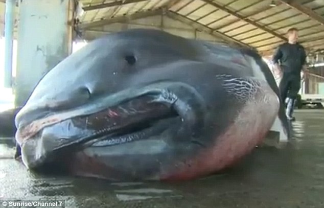 Bắt được cá mập miệng rộng khổng lồ cực hiếm ở Nhật Bản - 1